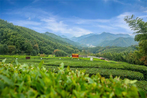 理想华莱发布首份社会责任报告 助力黑茶产业成为乡村振兴支柱产业