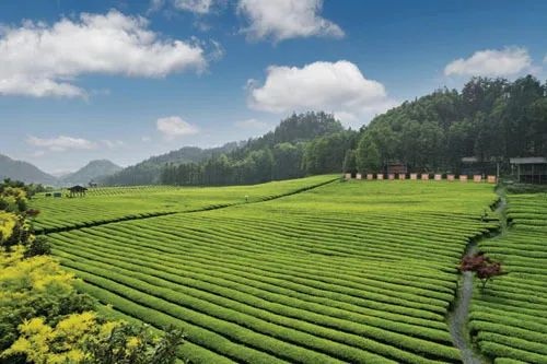 理想华莱|消费日报：中国黑茶 香飘世界(图3)